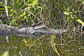 alligator-swamp-young