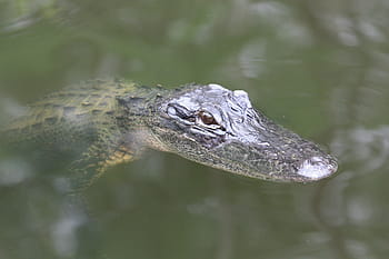 florida-baby-alligator
