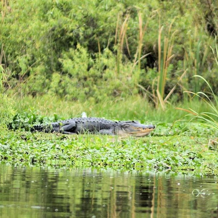 Gator Boat Tours Kissimmee Florida